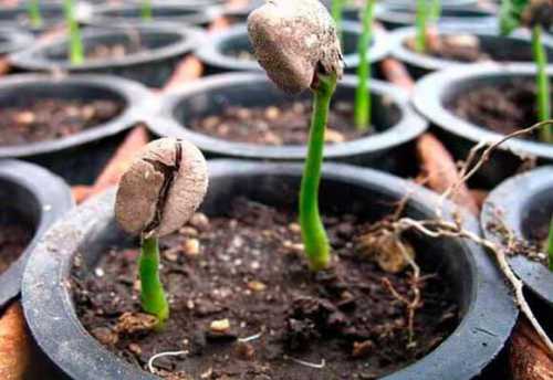 кактусы: размножение и уход в домашних условиях